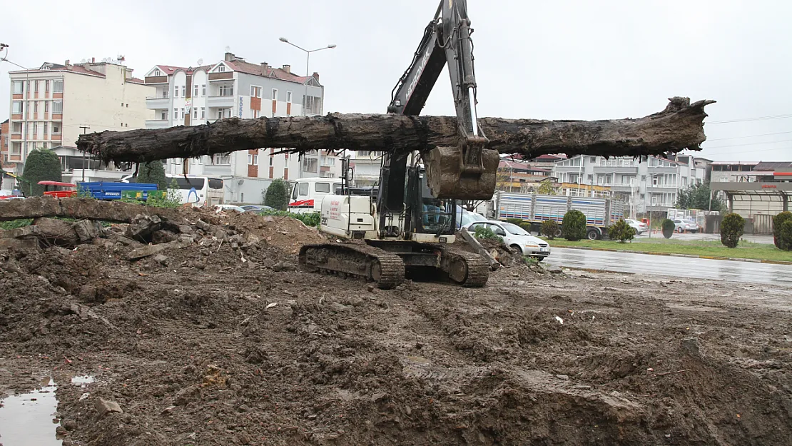 İnşaat alanında yaklaşık 150 yıllık karaağaç bulundu