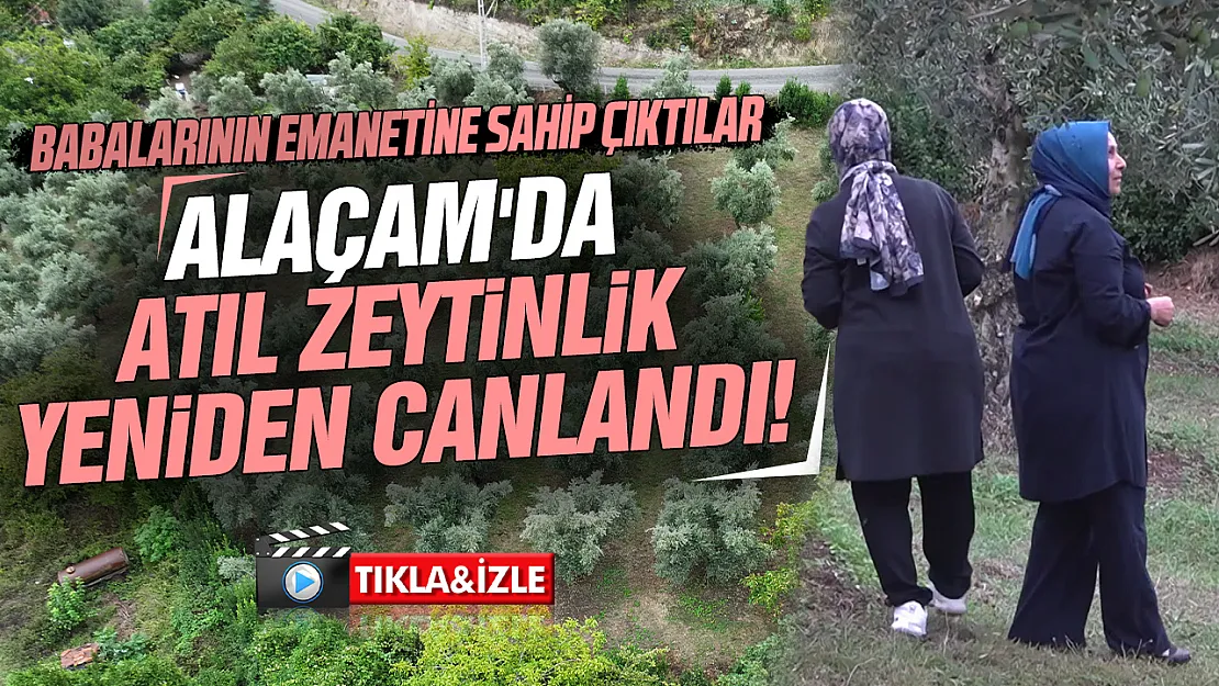 İstanbul'dan dönüp babalarının 40 yıllık zeytinliğine hayat verdiler: Alaçam'da rekolte 2 tona ulaştı