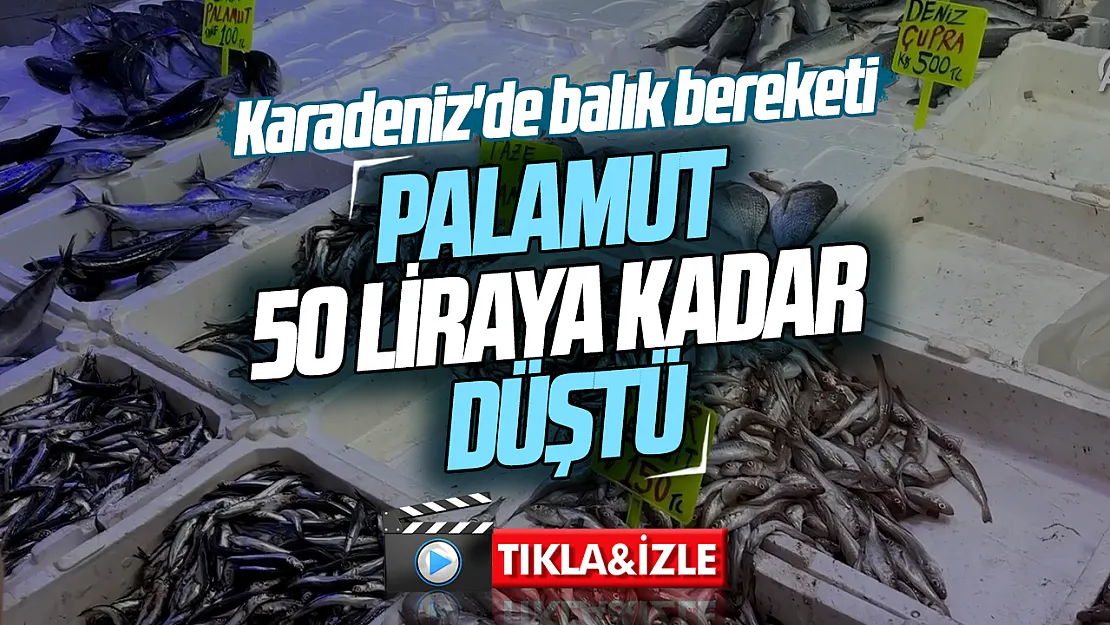 Karadeniz'de balık bereketi tezgahlara yansıdı: Palamut 50 lira