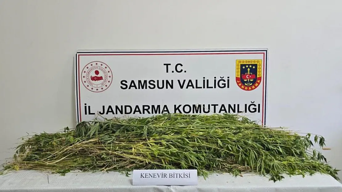 Kenevir bitkisi ele geçirildi