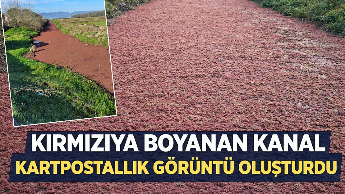 Görenler Gözlerine İnanamadı: Sulama Kanalı Kızıla Büründü!