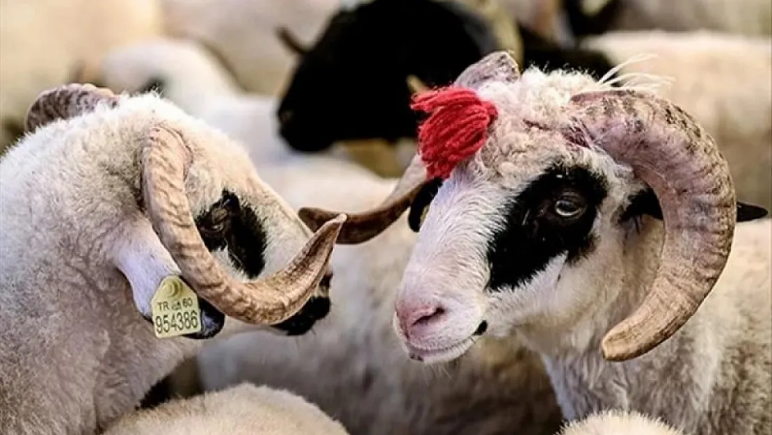 Kurban kesim vakti ne zaman başlar ve biter? İşte Tüm Detaylar