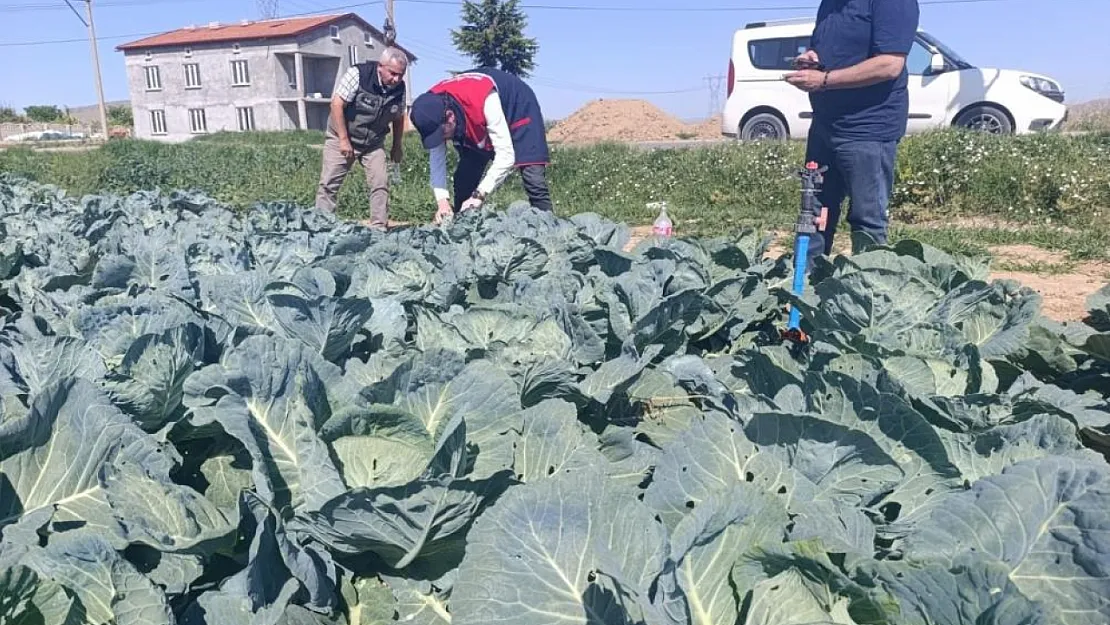 Lahana üretiyorsanız bu haber sizi ilgilendiriyor