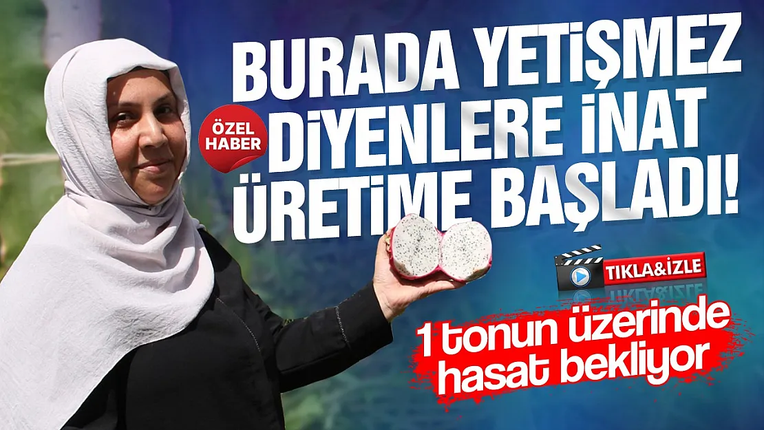 Samsun Çarşamba'da ejder meyvesi hasadı başladı
