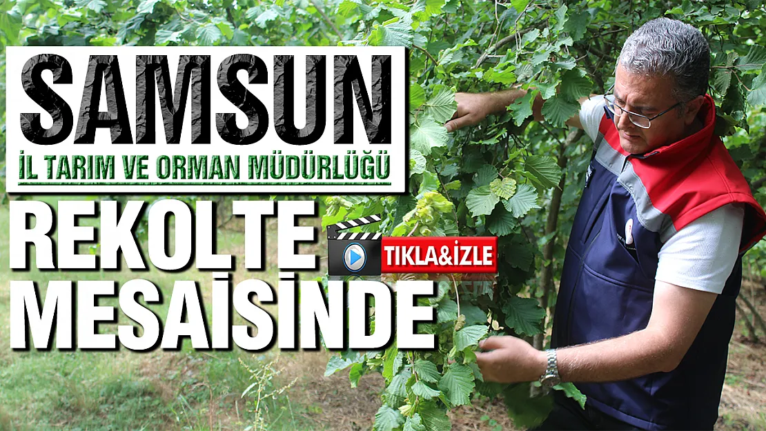 Samsun'da fındık rekolte çalışmaları başladı