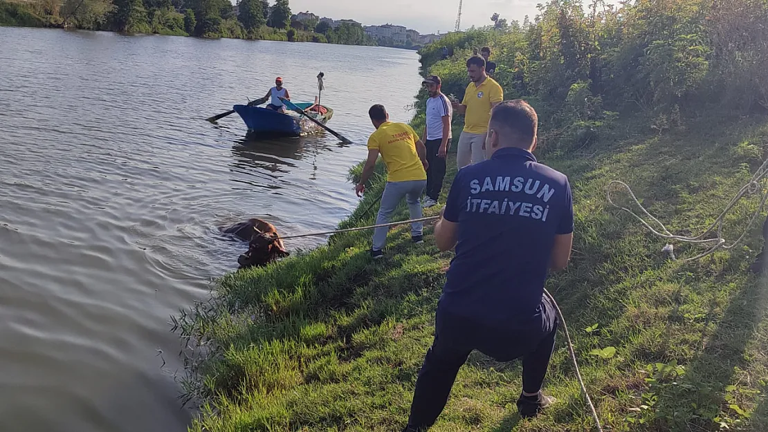 Samsun'da ırmağa inek düştü