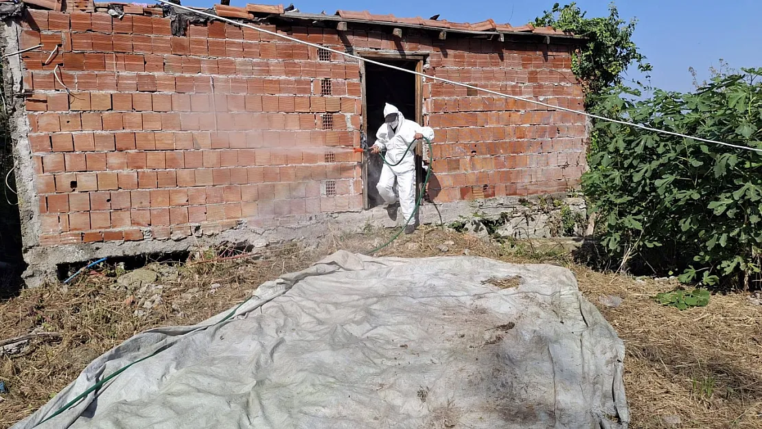 Samsun'da kahverengi kokarcaya karşı mücadele sürüyor