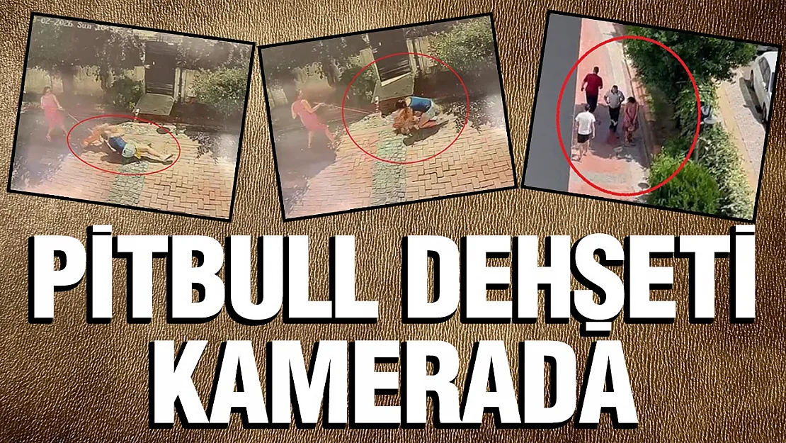 Samsun'da Pitbull Dehşeti Küçük Kız Yere Savruldu, Köpeği Ağır Yaralandı