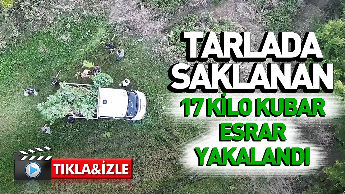 Samsun'da Tütünlerin arasına gizlenmiş esrar ve kenevir yakalandı