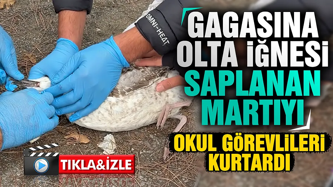 Samsun'da yaralı martıya okul görevlilerinden şefkat eli