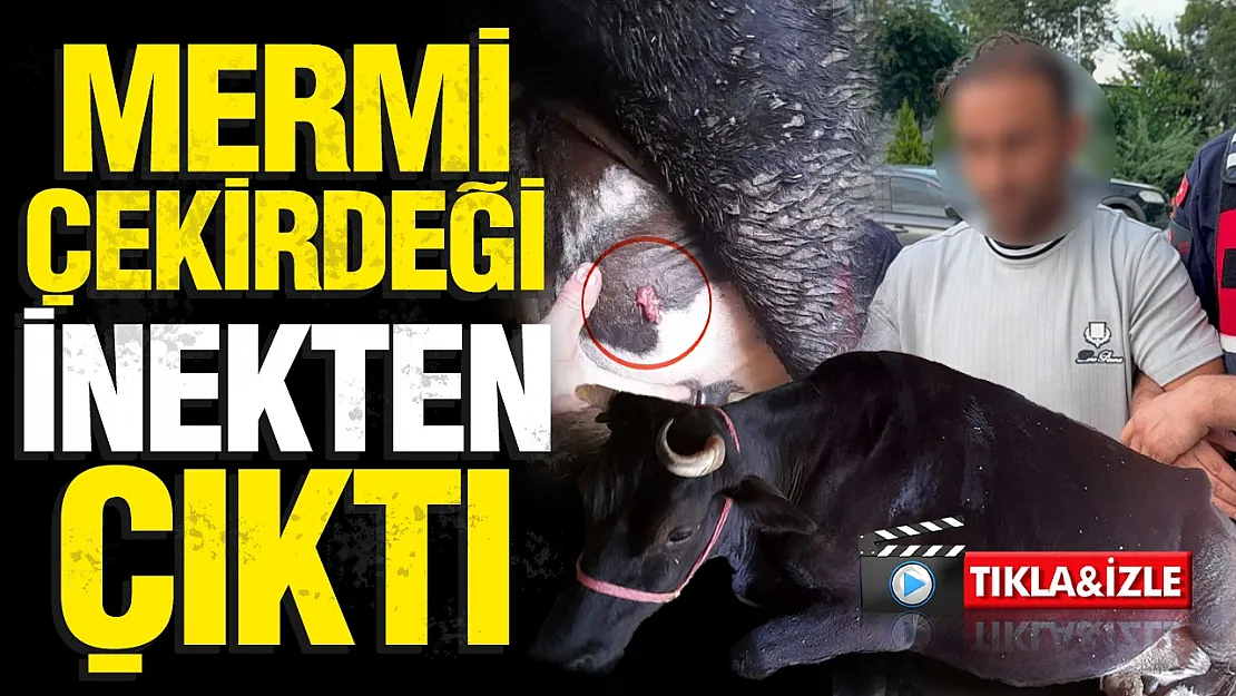 Samsun'daki ayva dalı cinayetinde gelişme ahırdaki inek de vurulmuş