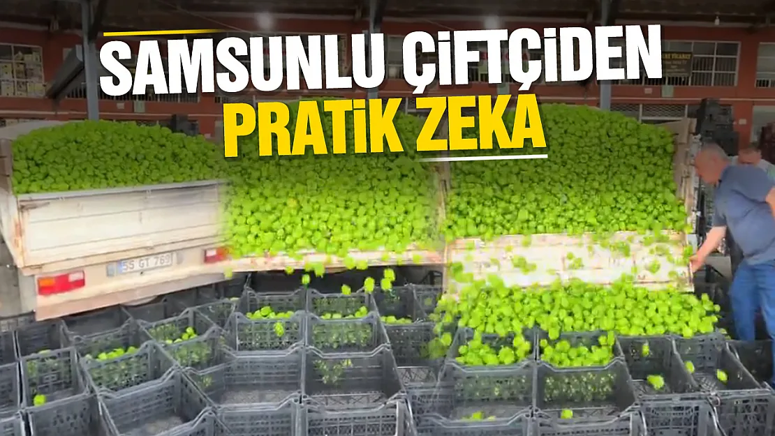 Saniyeler İçinde Kasalara Doldurdu: Çiftçinin Yöntemi Hayran Bıraktı