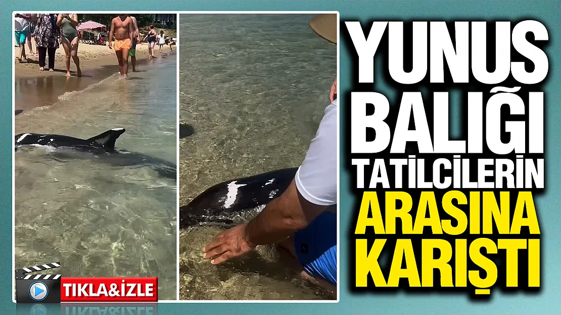 Sinop plajında görülmemiş manzara! Yunus tatilcilerin arasına kadar yaklaştı