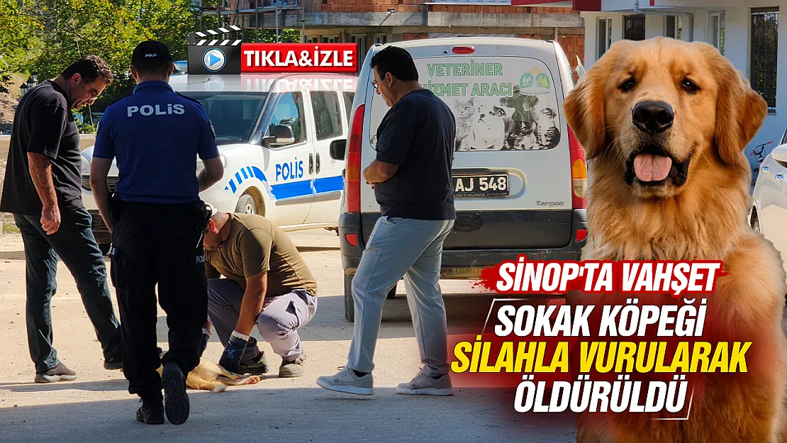Sinop'ta Kan Donduran Vahşet: Sokak Köpeğini Katlettiler!