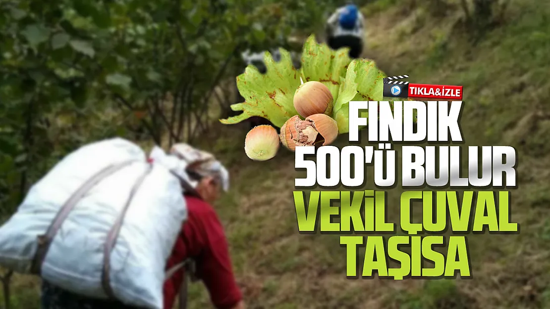 Trabzonlu içerik üreticisinin fındık şarkısı gündem oldu