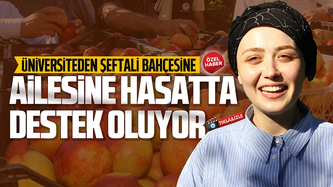 Yüksek lisans yapan Zeynep Sude Sezer hasat zamanı tarlada çalışıyor