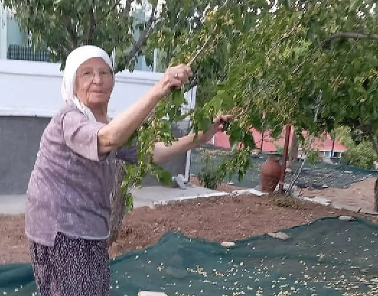 85 yaşındaki çiftten, geleneksel yöntemlerle dut pekmezi üretimi