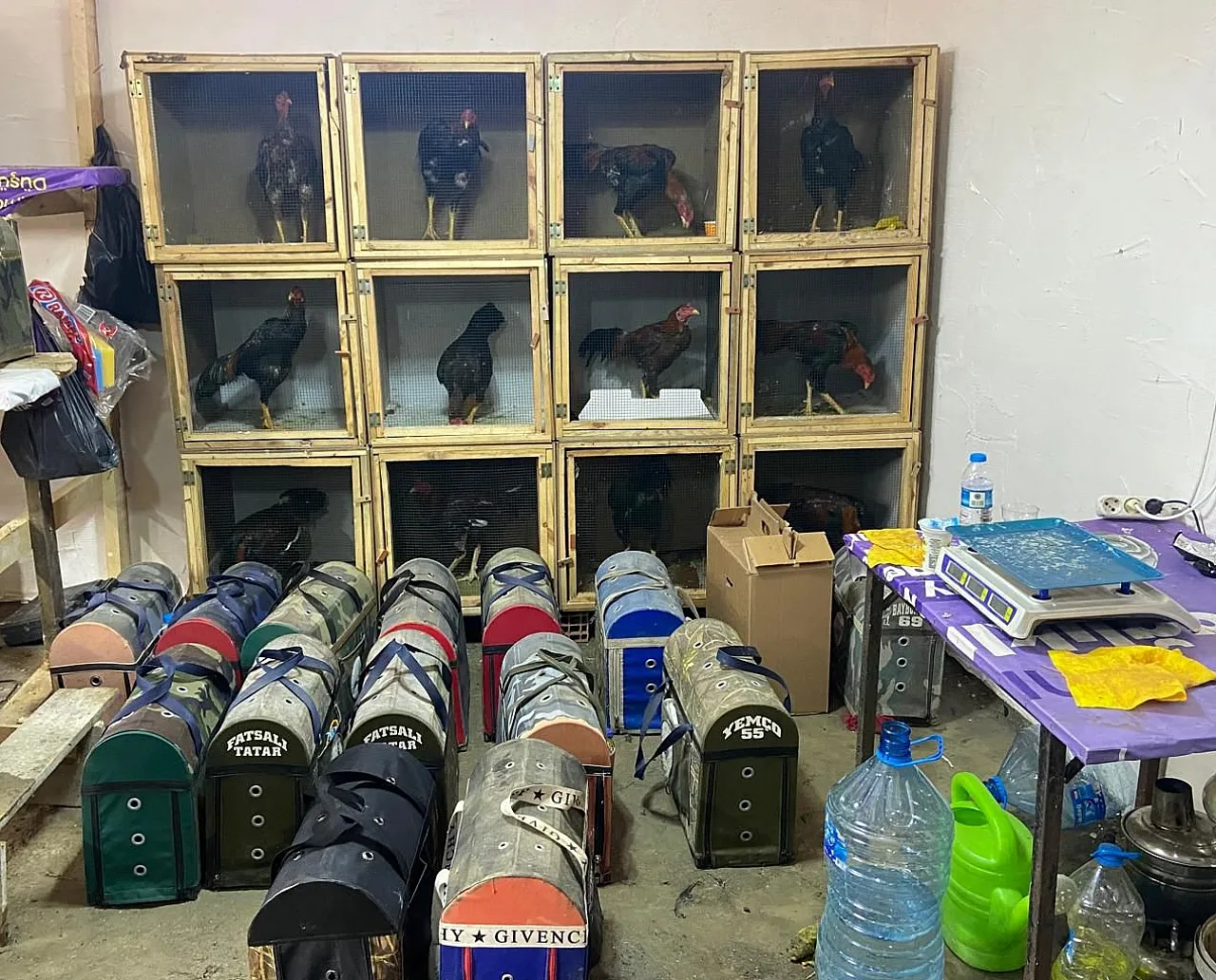 Samsun'da horoz dövüşüne ağır ceza