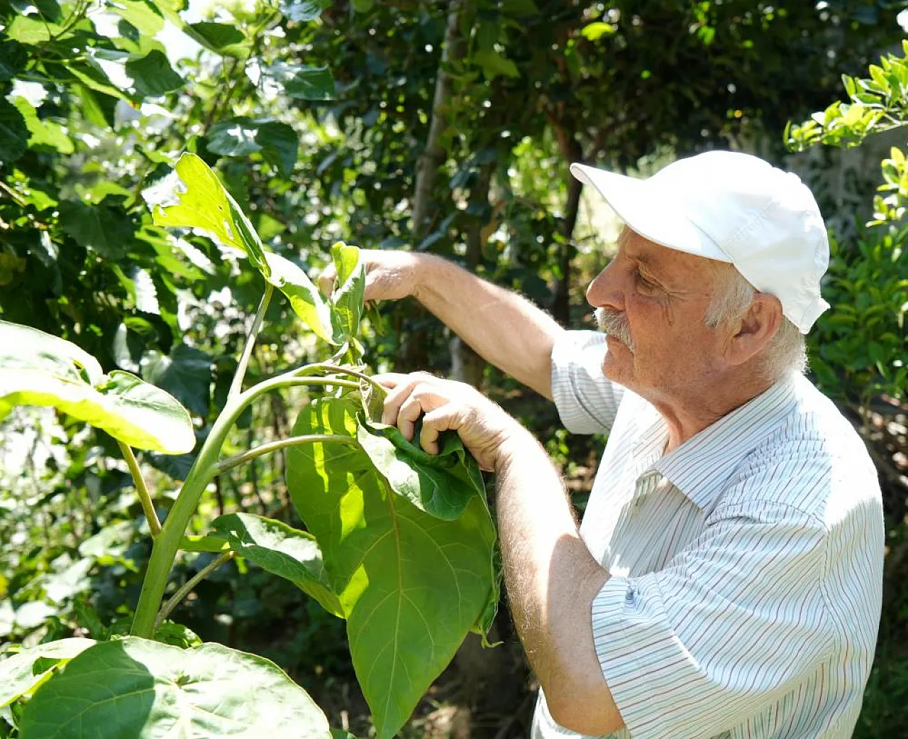 'Olmaz' Denilen Ürünleri Samsun Toprağında Yetiştirdi