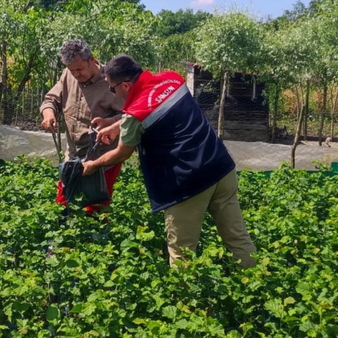 Samsun'da fidancılık işletmelerine denetim