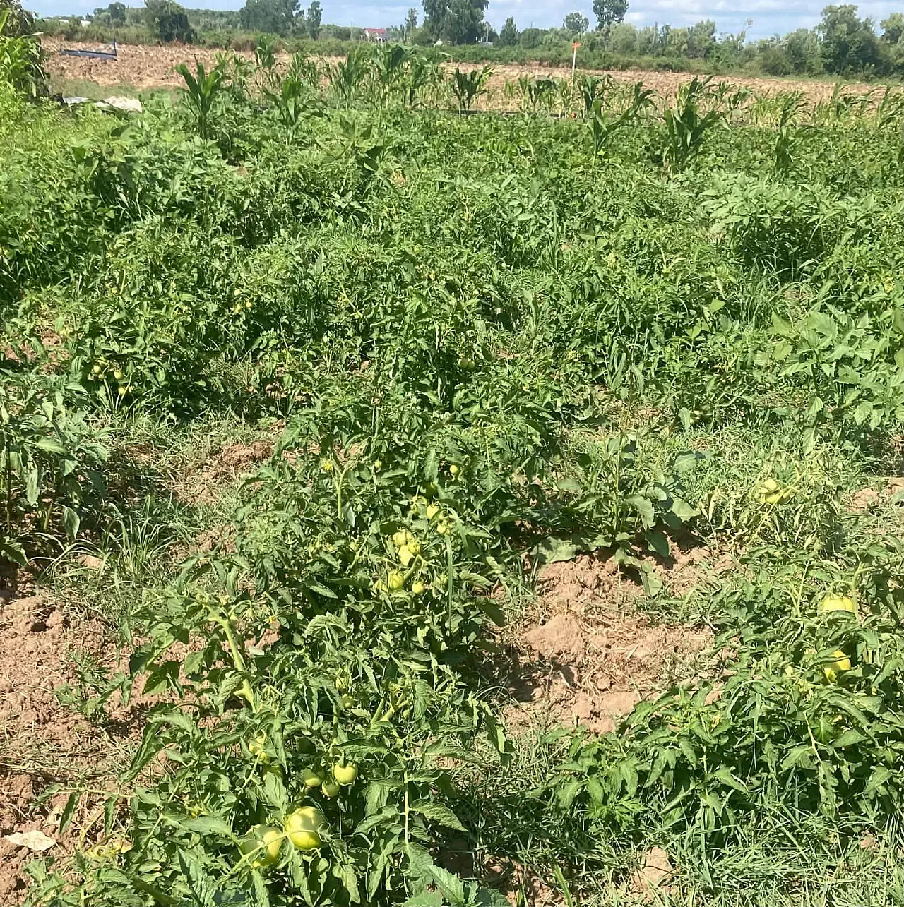 Çarşamba'da planlı üretim için saha mesaisi sürüyor