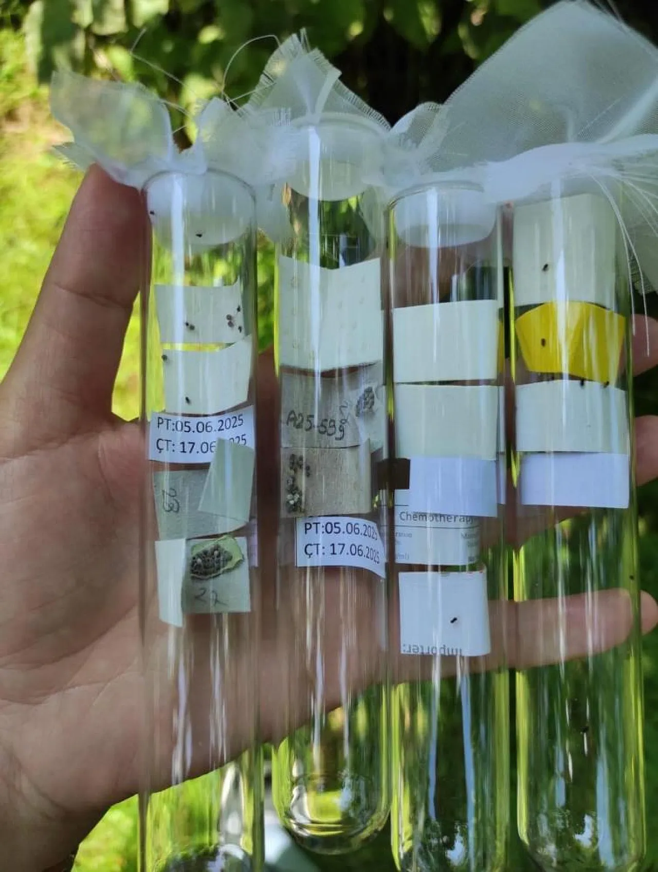 Karadeniz'de onlarca Samuray arısı doğaya salındı