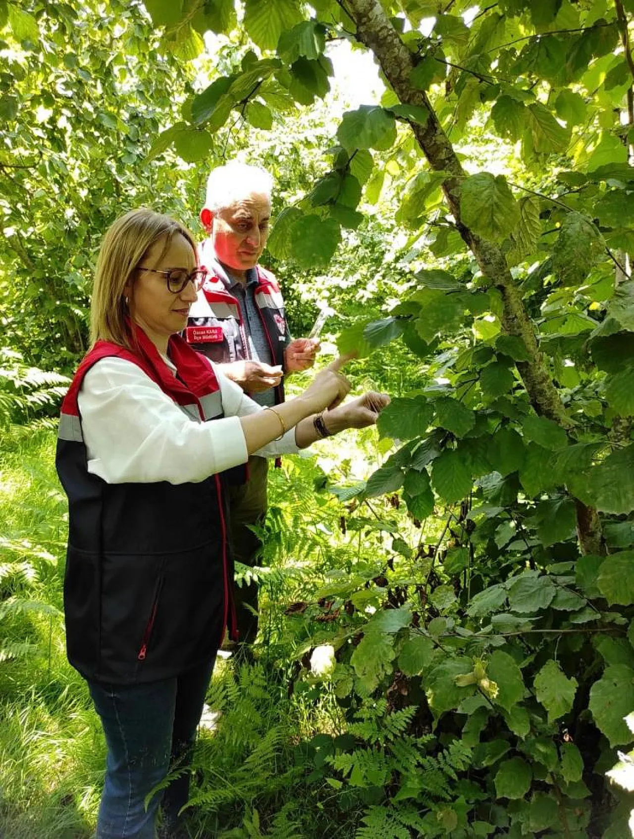 Karadeniz'de onlarca Samuray arısı doğaya salındı