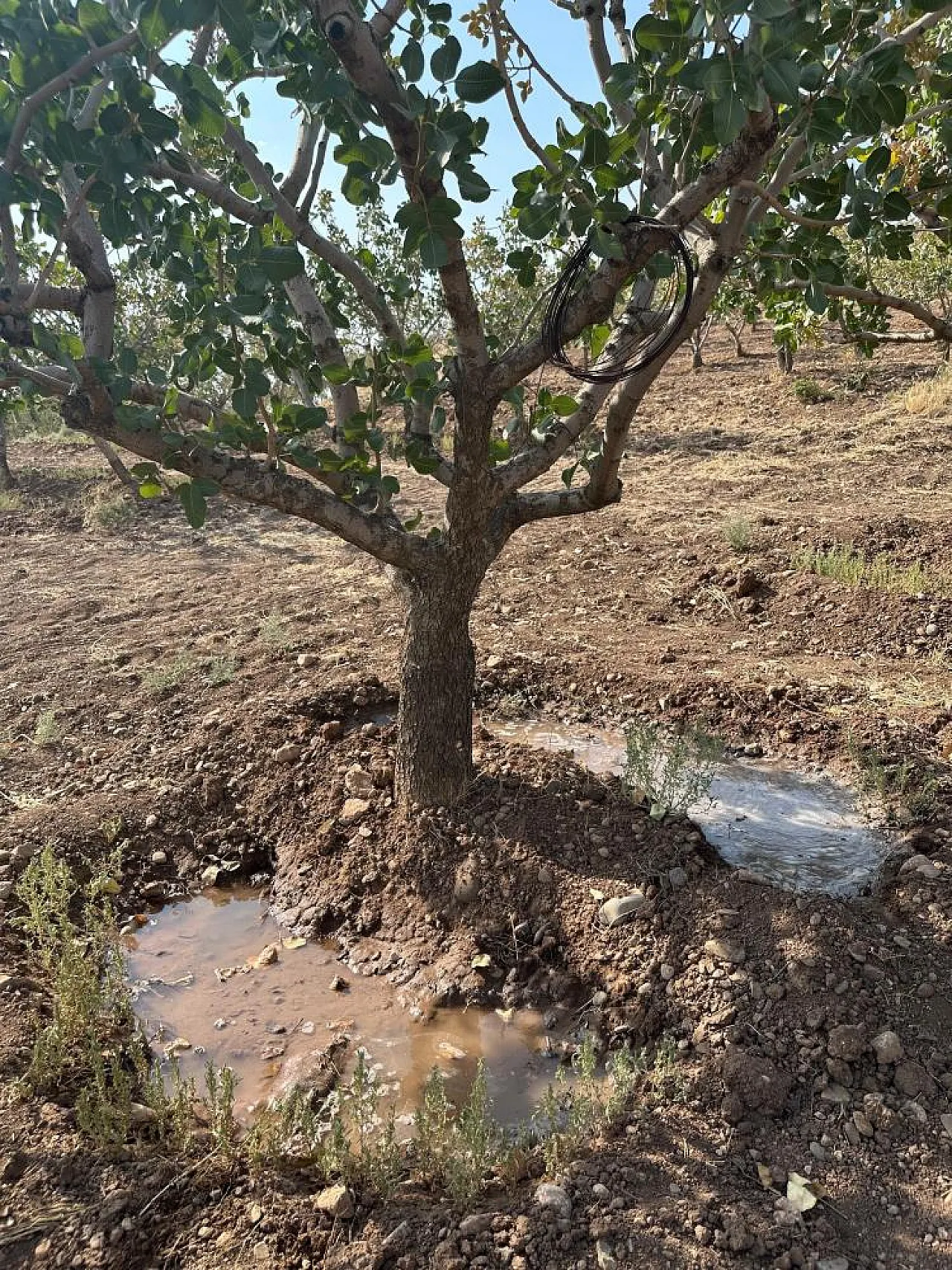 Kuraklık ve Sıcaklık Siirt Fıstığını Tehdit Ediyor