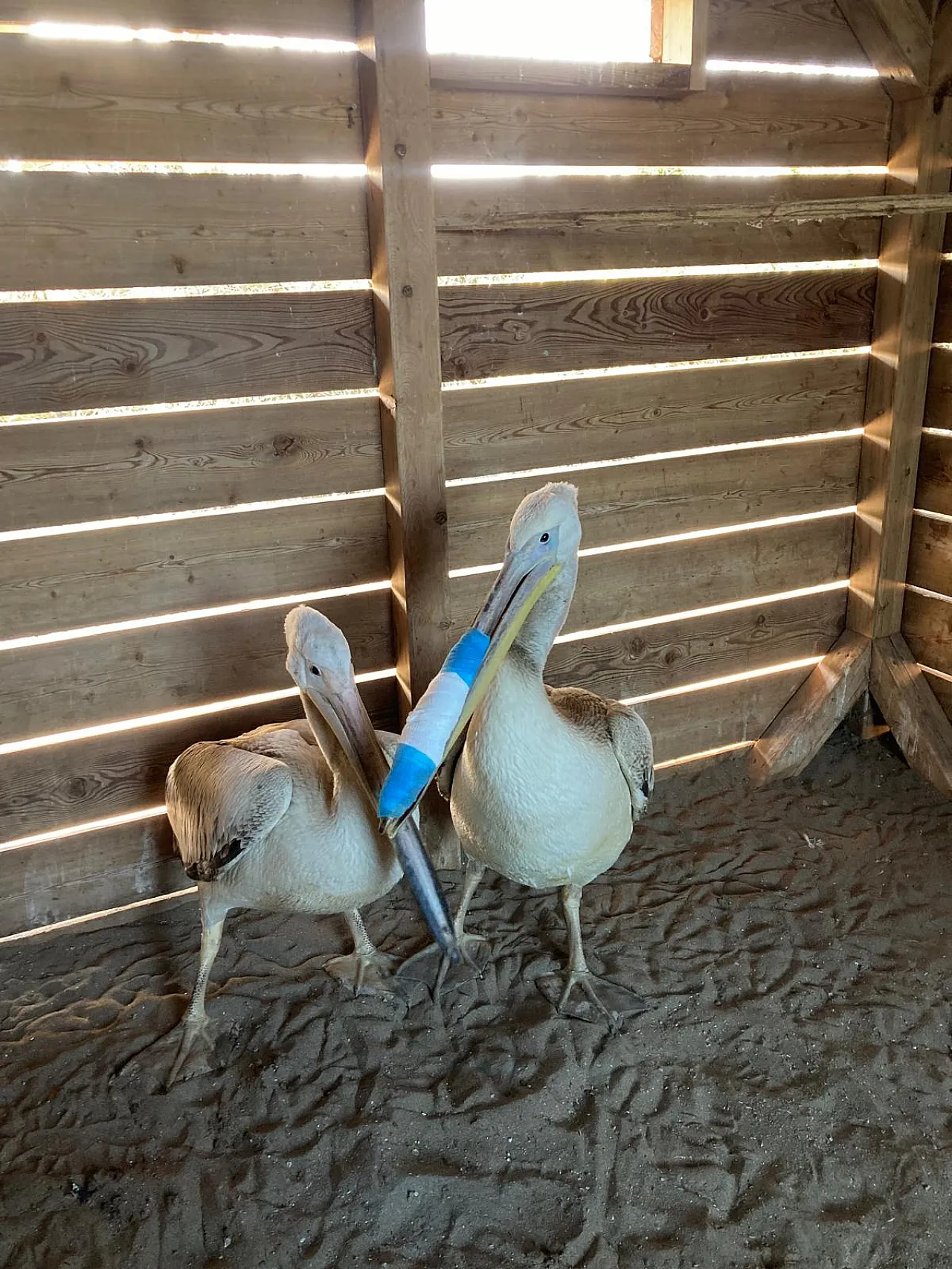 Samsun'da Tedavileri Tamamlanan Pelikanlar Doğaya Salındı