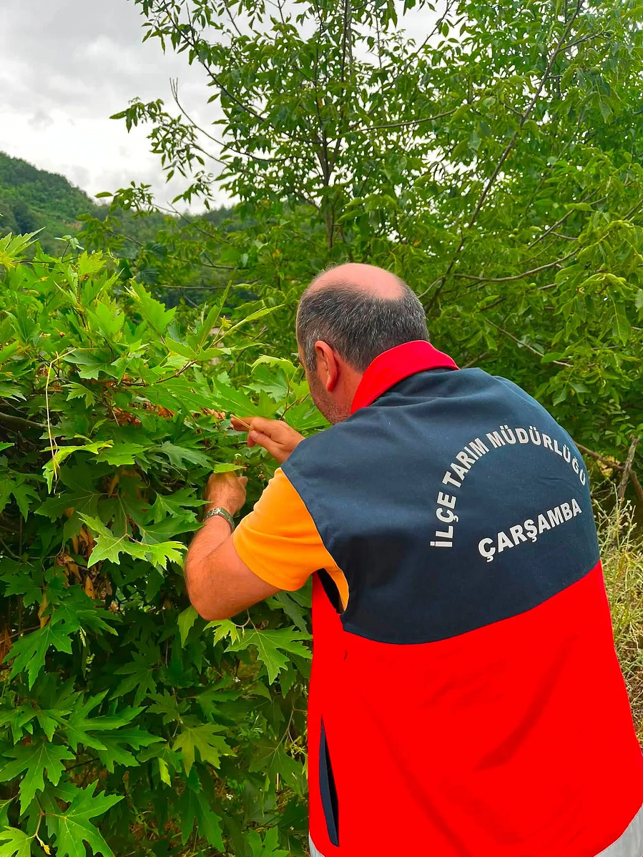 Çarşamba'da 9 mahallede Samuray arıcığı salındı