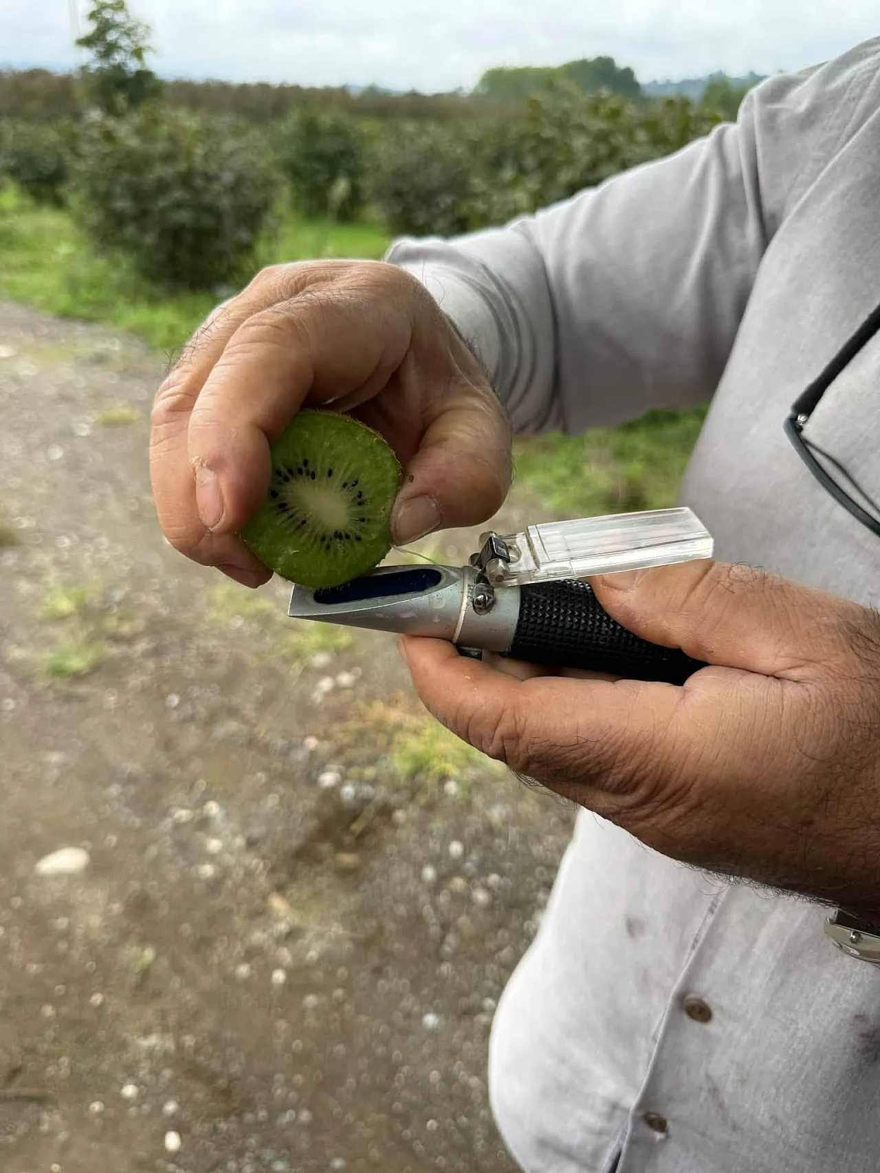 Çarşamba'da kivi ve ejder meyvesi İçin saha çalışması