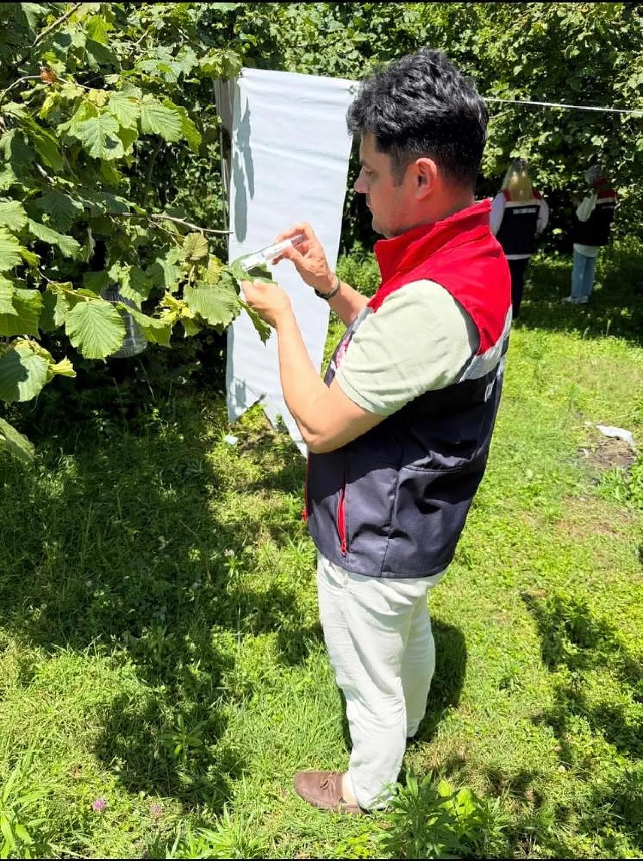 Karadeniz'de onlarca Samuray arısı doğaya salındı