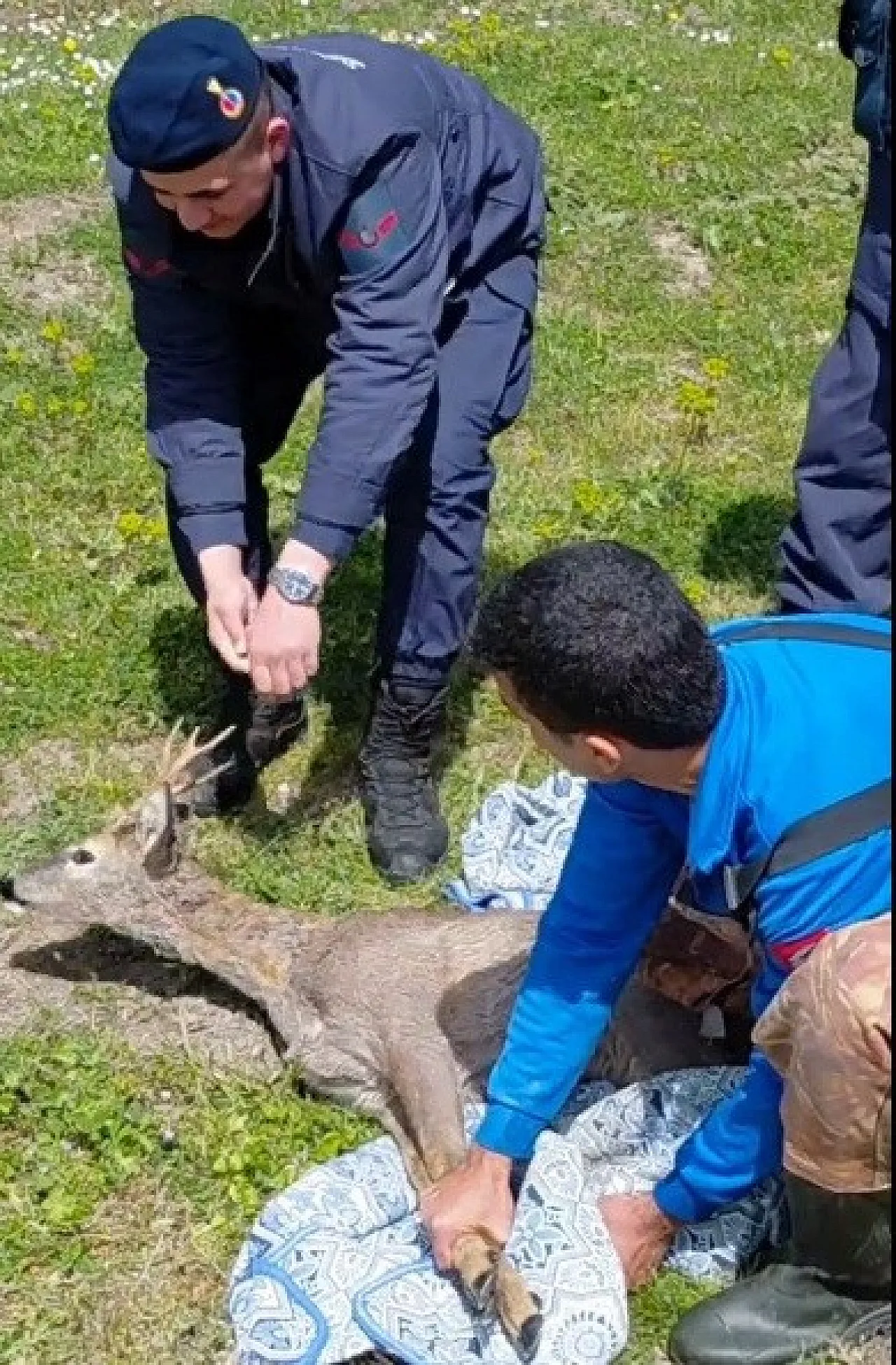 Samsun Bafra'da karacaya şefkat eli