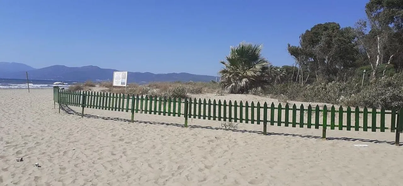 'Kum zambakları yok olma tehlikesiyle karşı karşıya'