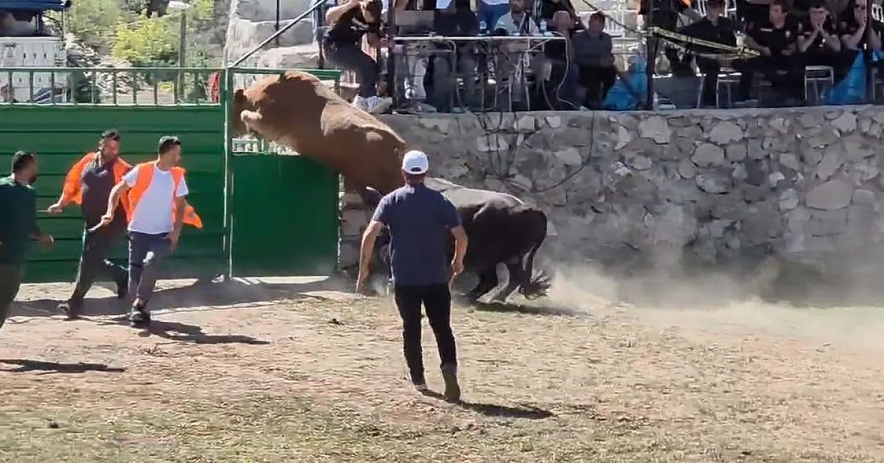 600 kiloluk boğa arenadan böyle kaçtı