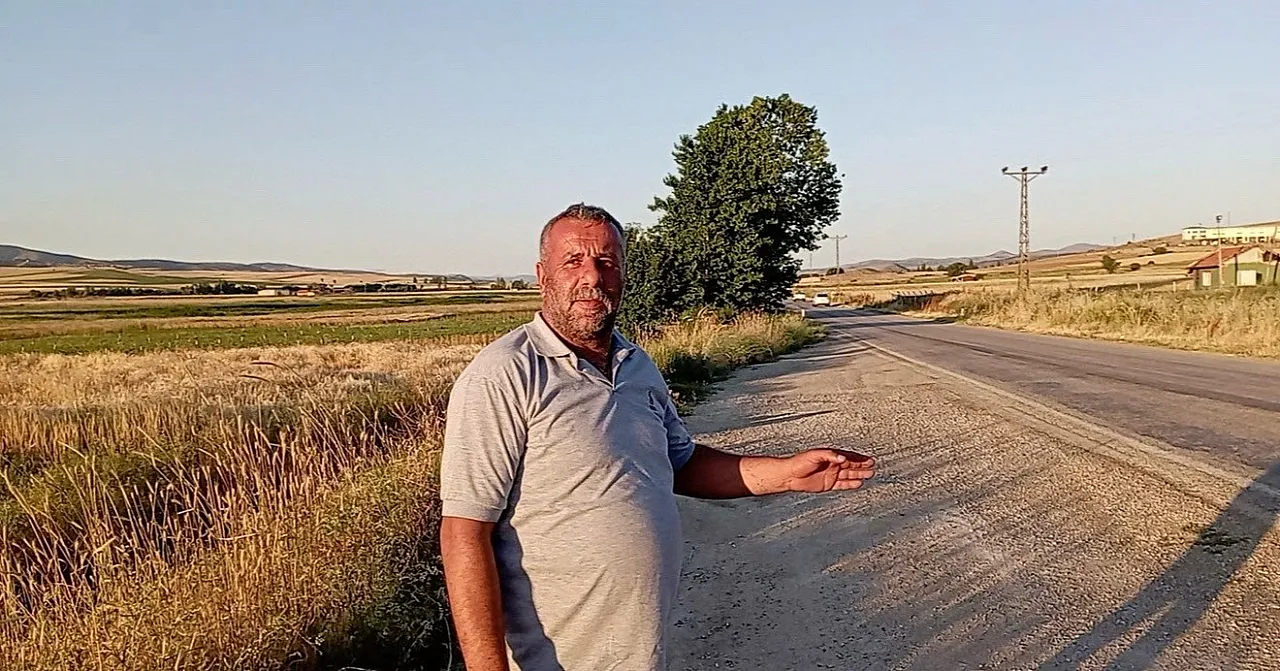 Binlerce kurbağa kara yolunu istila etti