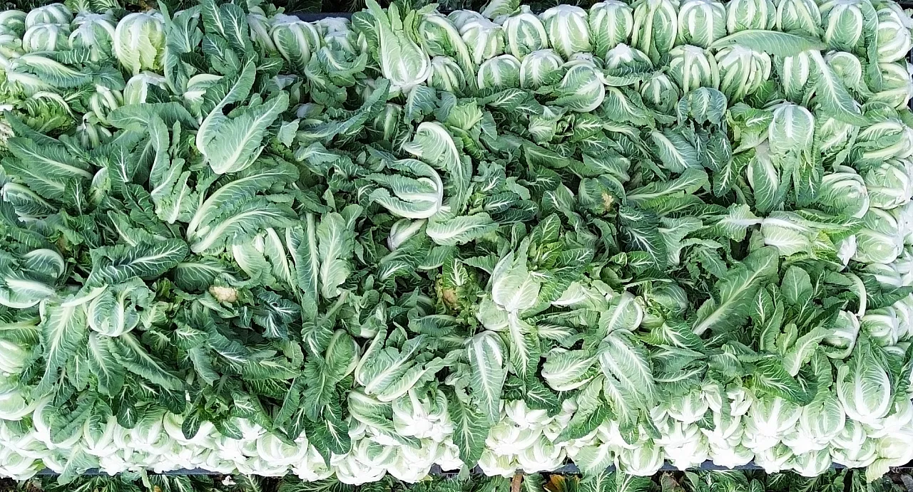 Bafra'da  80 Bin ton karnabahar rekoltesi