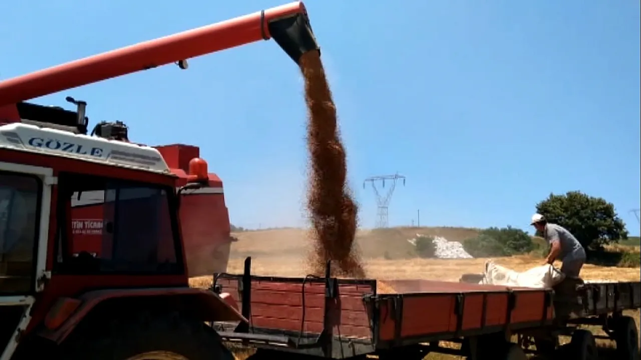 Bafra Ovası altın sarısına büründü: Buğday ve arpa hasadı başladı