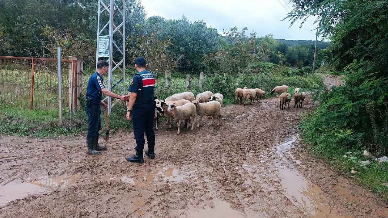 Bafra'da kaybolan 17 küçükbaş hayvan Jandarma dronuyla bulundu