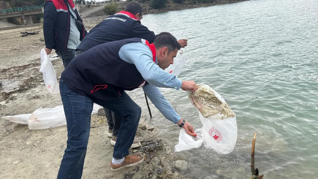 Havza göletlerine 110 bin yavru sazan salındı