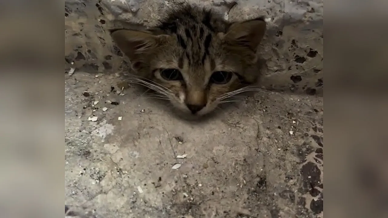 Su borusuna sıkışan kedi kurtarıldı