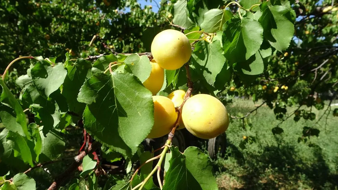 Zirai Don Felaketine Rağmen Kayısı İhracatı Yüz Güldürdü