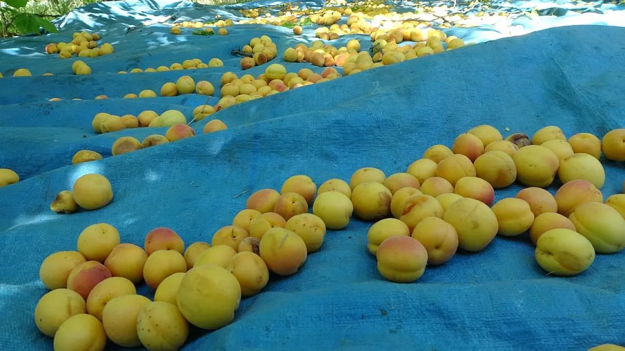Zirai Don Felaketine Rağmen Kayısı İhracatı Yüz Güldürdü