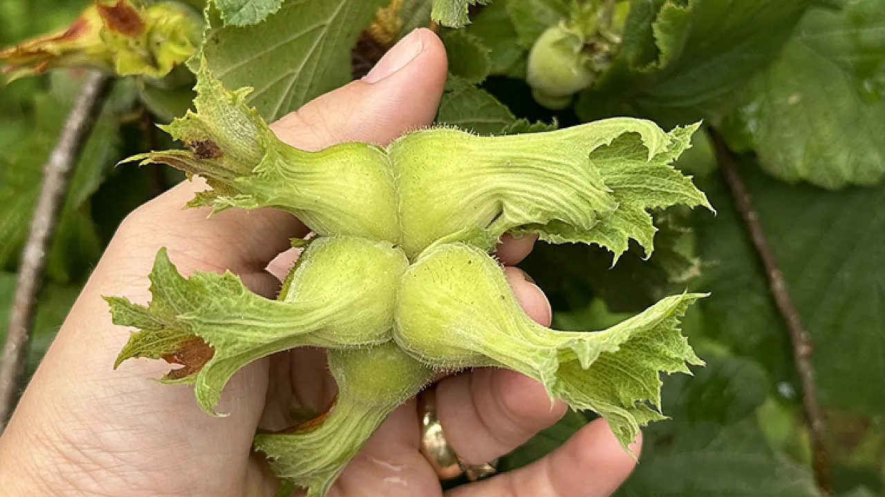 Kokarcanın düşmanı fındığın dostu: Samuray arısı nedir, ne değildir?