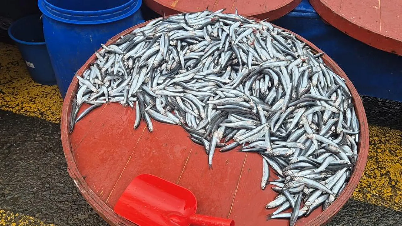 Tekirdağ'da hamsi el yakıyor! 50 liradan 200 liraya fırladı!