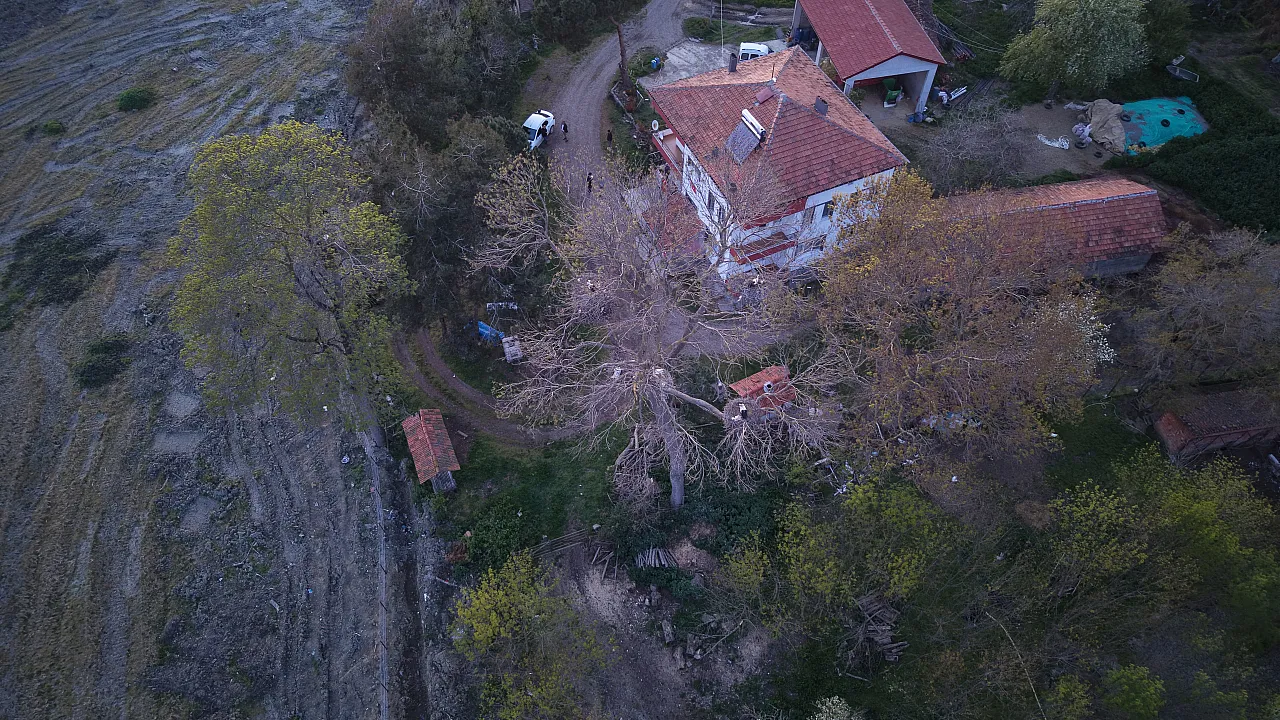 Samsun Alaçam'da Evin bahçesindeki ağaçlar leyleklere yuva oldu
