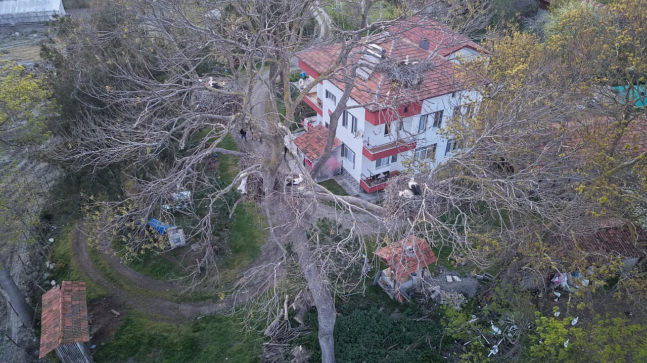 Samsun Alaçam'da Evin bahçesindeki ağaçlar leyleklere yuva oldu