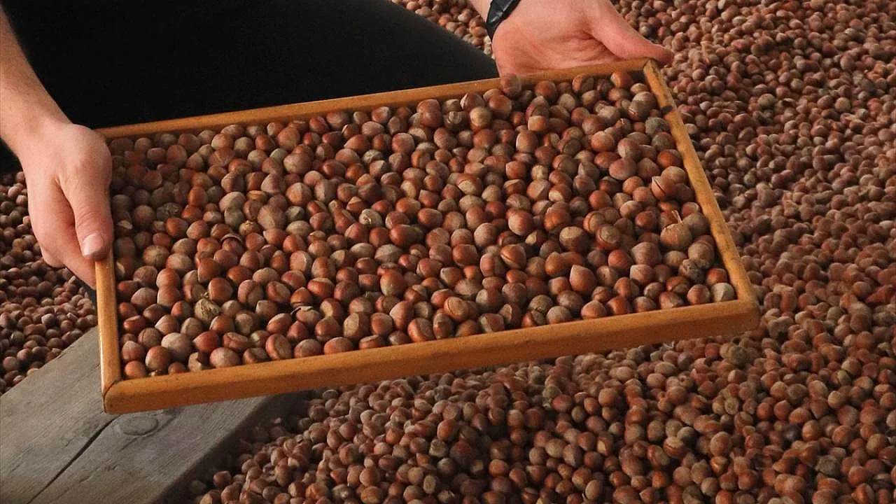Sakarya fındık fiyatları açıklandı | Piyasada beklenmedik düşüş