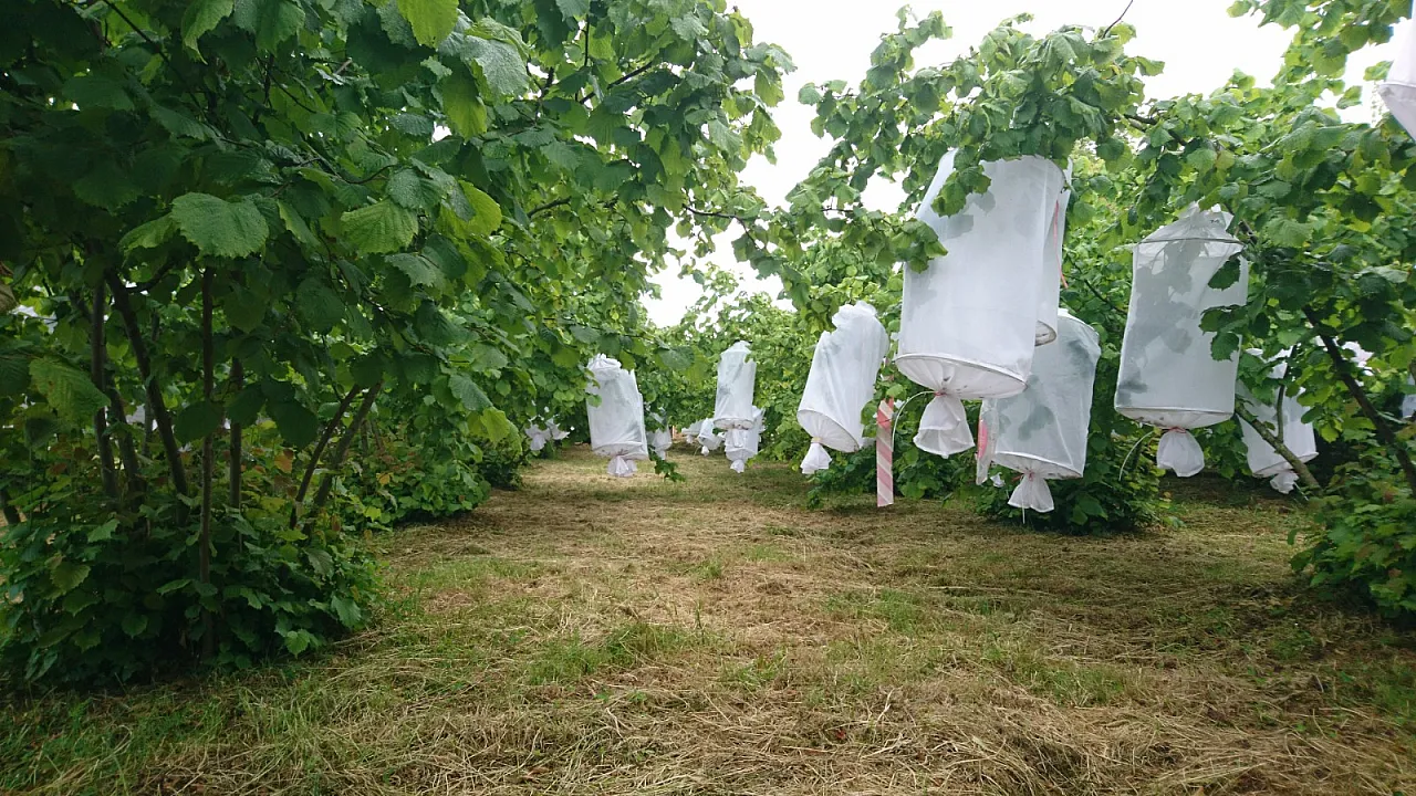 Kahverengi kokarcaya karşı uluslararası fındık araştırması yayımlandı