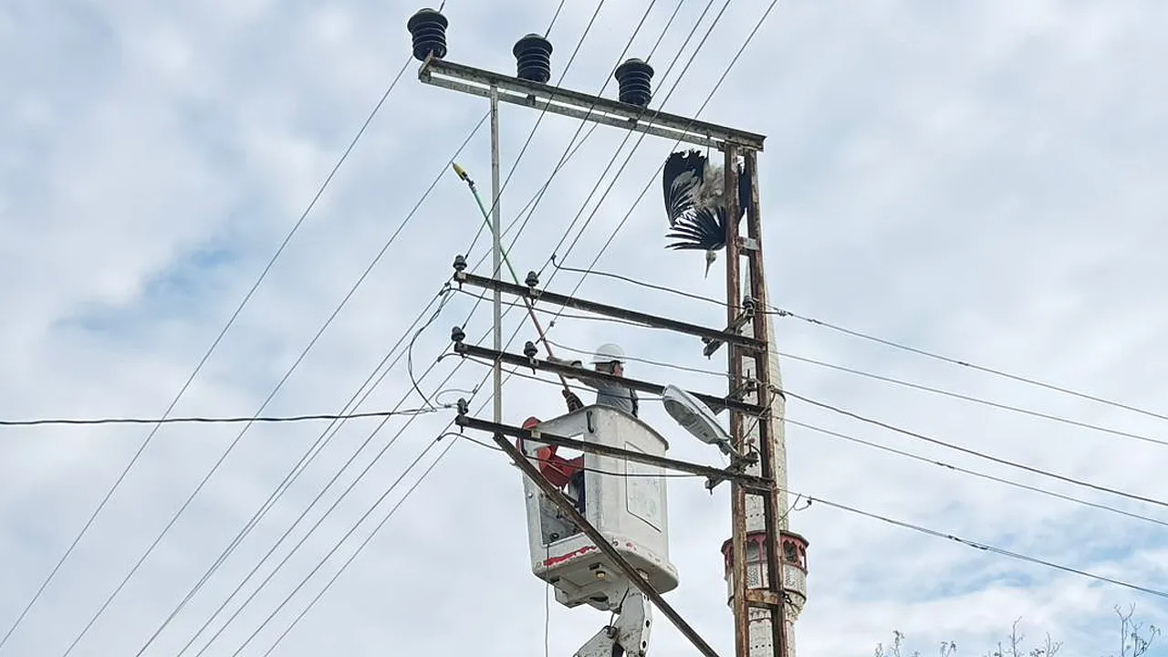 Çarşamba'da elektrik direğinde akıma kapılan leylek telef oldu